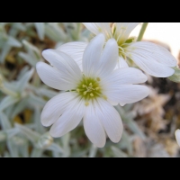 Cerastium grandiflorum (fam Caryophyllacees) (Balkans, Caucase) (6)